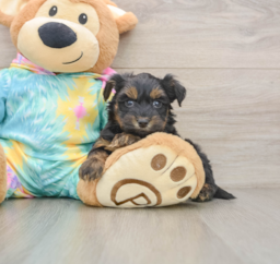 8 week old Yorkie Poo Puppy For Sale - Seaside Pups