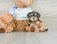 6 week old Yorkie Poo Puppy For Sale - Seaside Pups