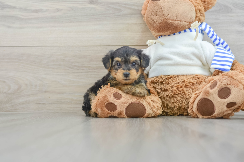 6 week old Yorkie Poo Puppy For Sale - Seaside Pups