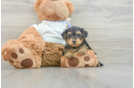 Yorkie Poo Puppy for Adoption