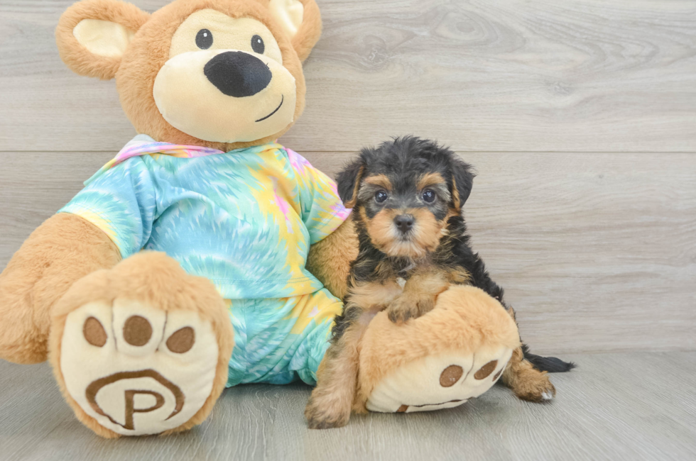 5 week old Yorkie Poo Puppy For Sale - Seaside Pups
