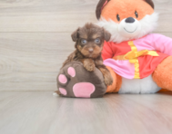 9 week old Yorkie Poo Puppy For Sale - Seaside Pups