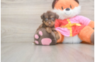 Fluffy Yorkie Poo Poodle Mix Pup
