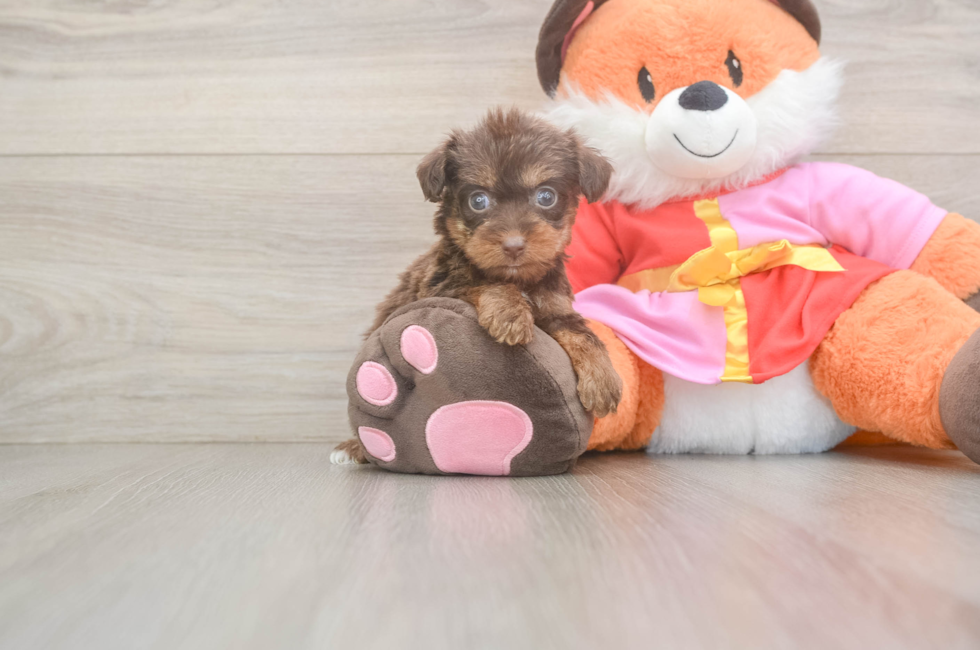 5 week old Yorkie Poo Puppy For Sale - Seaside Pups