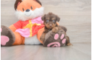 Cute Yorkie Poo Baby