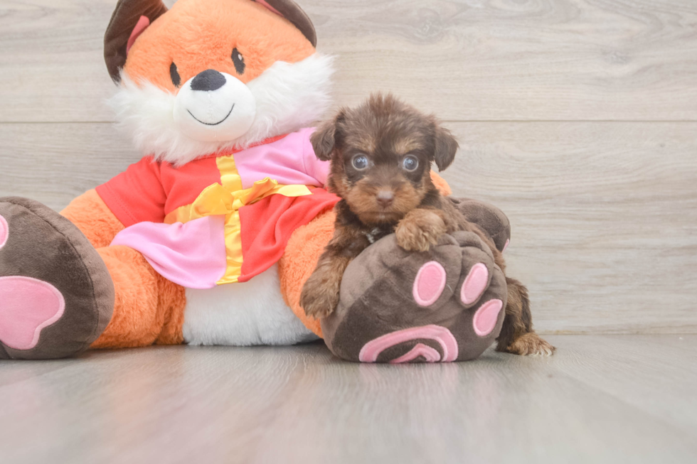 Cute Yorkie Poo Baby
