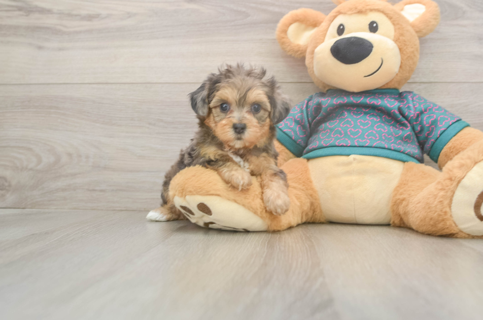 5 week old Yorkie Poo Puppy For Sale - Seaside Pups