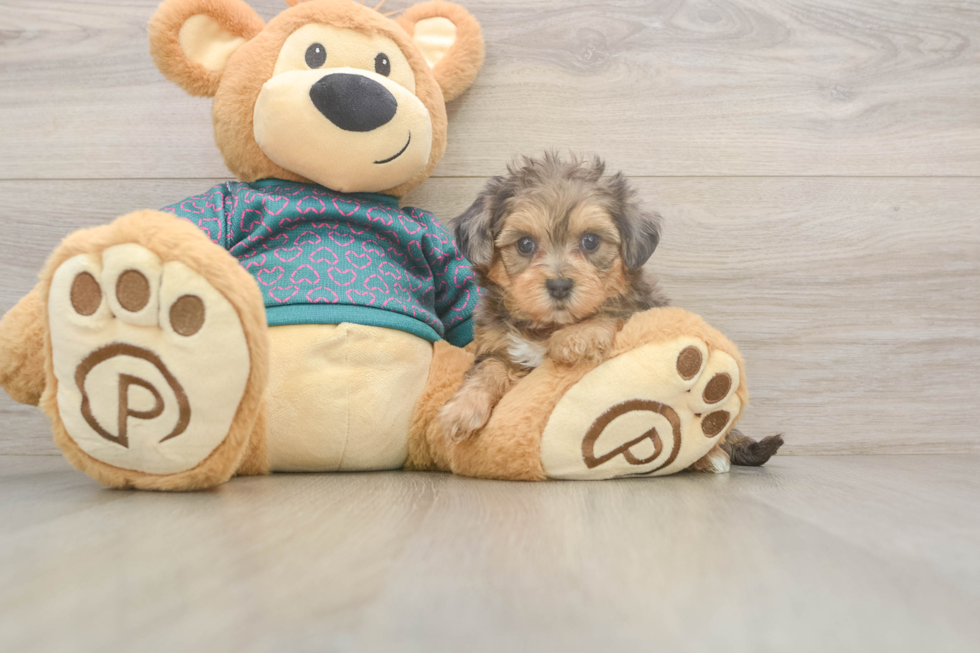 Popular Yorkie Poo Poodle Mix Pup