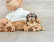 6 week old Yorkie Poo Puppy For Sale - Seaside Pups