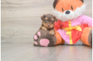 Sweet Yorkie Poo Baby