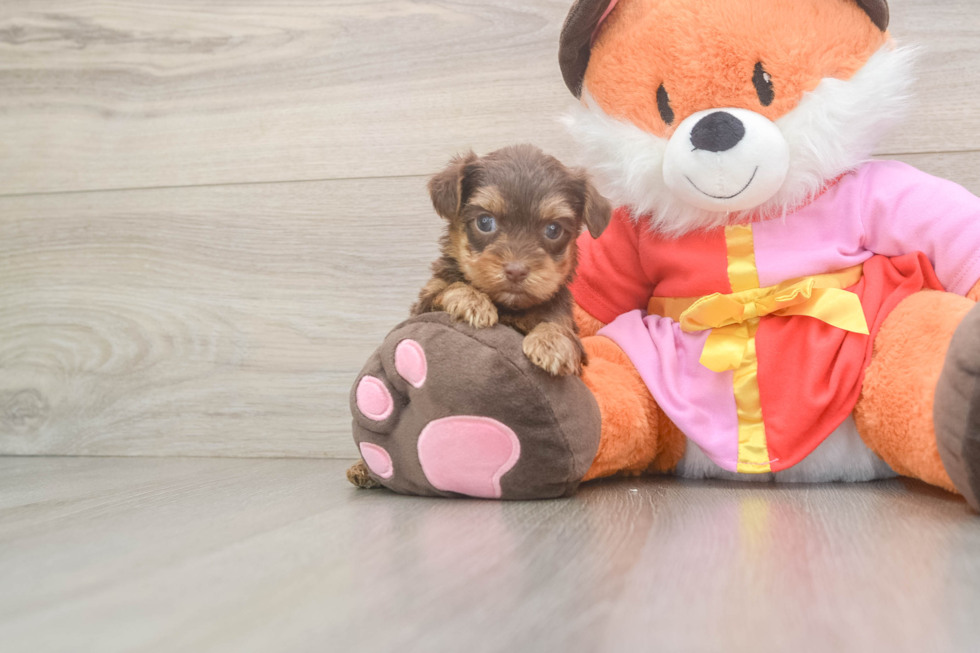 Sweet Yorkie Poo Baby