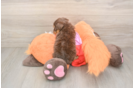 Best Yorkie Poo Baby