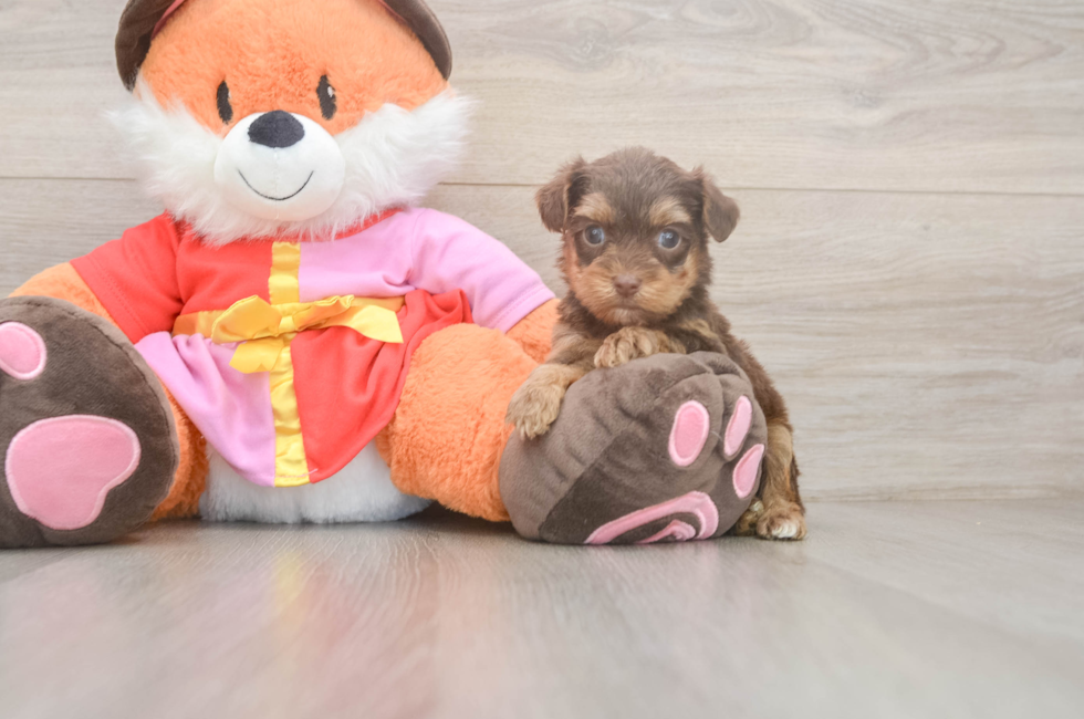 5 week old Yorkie Poo Puppy For Sale - Seaside Pups