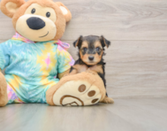 8 week old Yorkie Poo Puppy For Sale - Seaside Pups