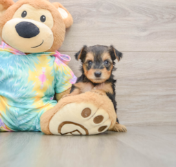 8 week old Yorkie Poo Puppy For Sale - Seaside Pups