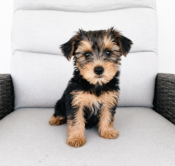 10 week old Yorkie Poo Puppy For Sale - Seaside Pups