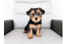 Cute Yorkie Poo Baby