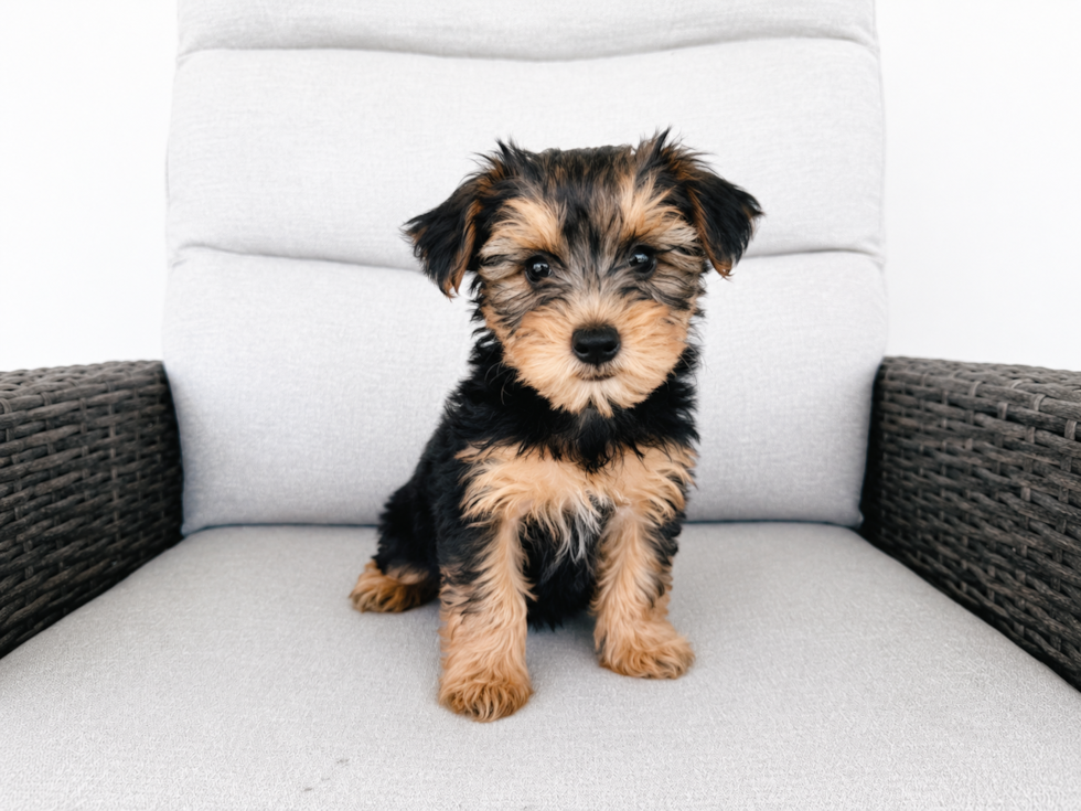 Cute Yorkie Poo Baby