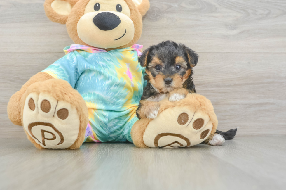 5 week old Yorkie Poo Puppy For Sale - Seaside Pups