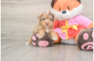 Smart Yorkie Poo Poodle Mix Pup