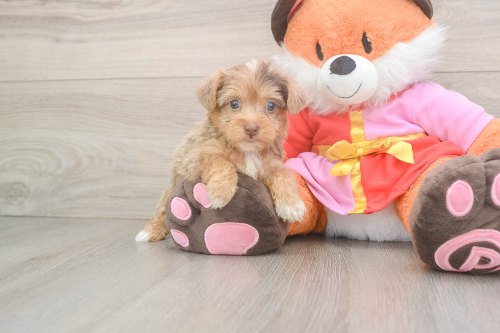 Smart Yorkie Poo Poodle Mix Pup