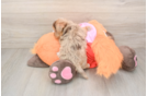 Funny Yorkie Poo Poodle Mix Pup
