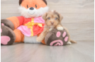 Best Yorkie Poo Baby