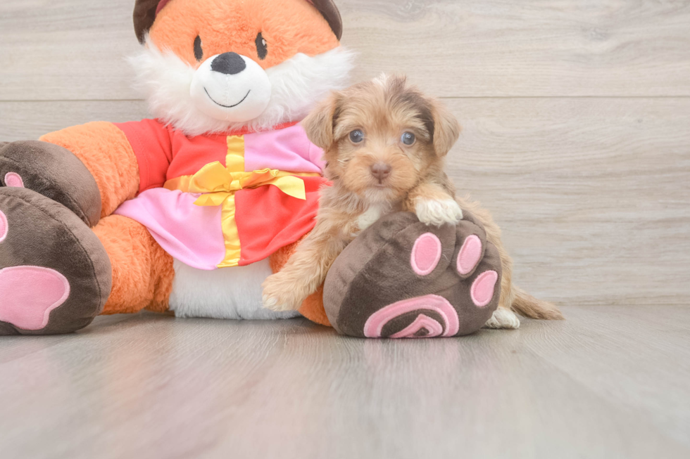 Best Yorkie Poo Baby
