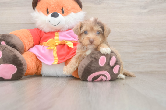 Best Yorkie Poo Baby