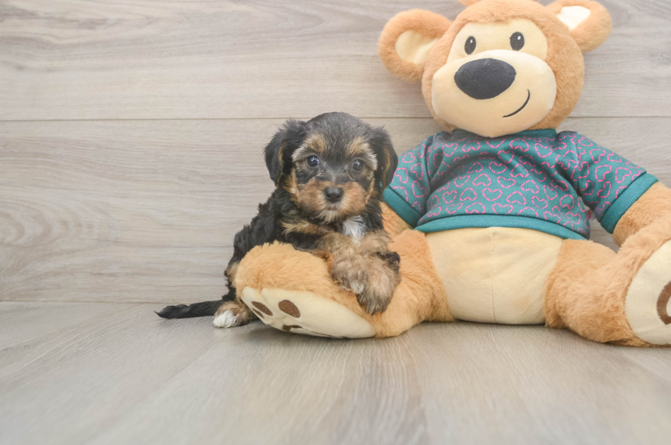5 week old Yorkie Poo Puppy For Sale - Seaside Pups