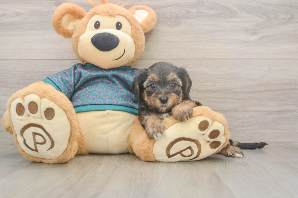 Fluffy Yorkie Poo Poodle Mix Pup