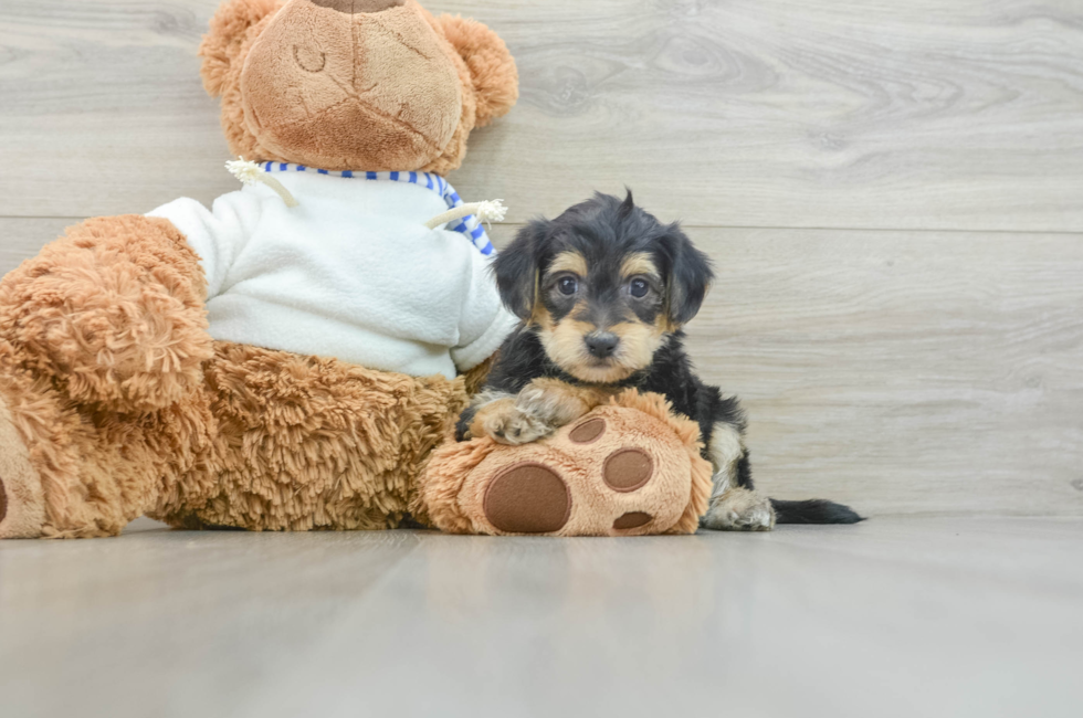 6 week old Yorkie Poo Puppy For Sale - Seaside Pups