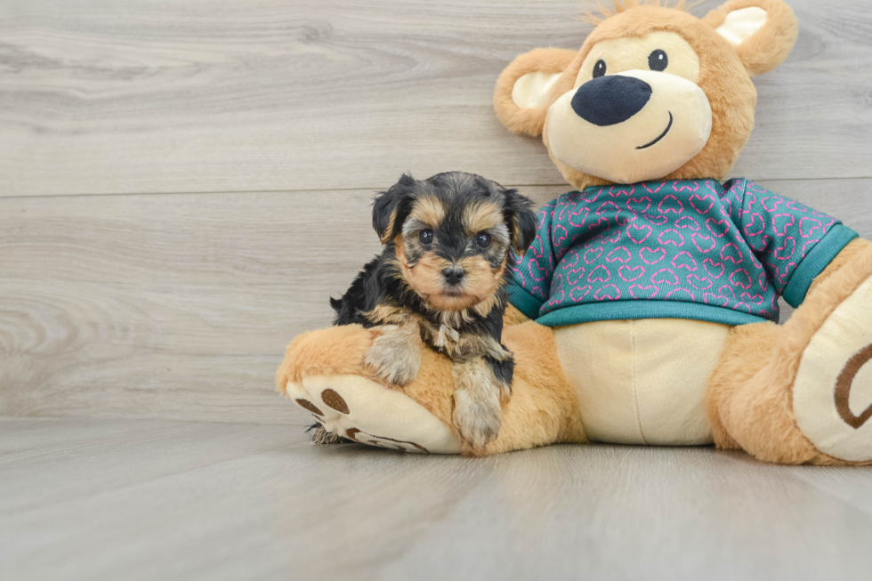 Popular Yorkie Poo Poodle Mix Pup