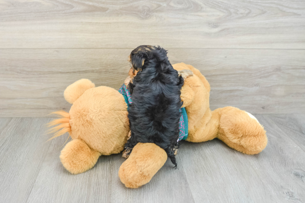 Sweet Yorkie Poo Baby