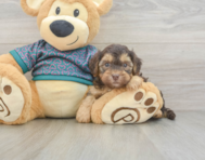 7 week old Yorkie Poo Puppy For Sale - Seaside Pups