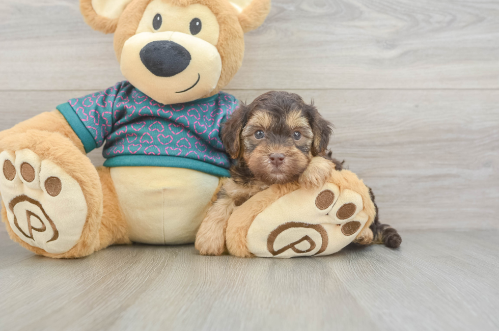5 week old Yorkie Poo Puppy For Sale - Seaside Pups