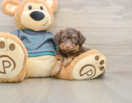 6 week old Yorkie Poo Puppy For Sale - Seaside Pups