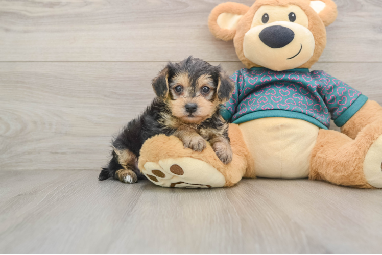 Yorkie Poo Pup Being Cute