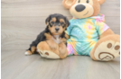 Best Yorkie Poo Baby