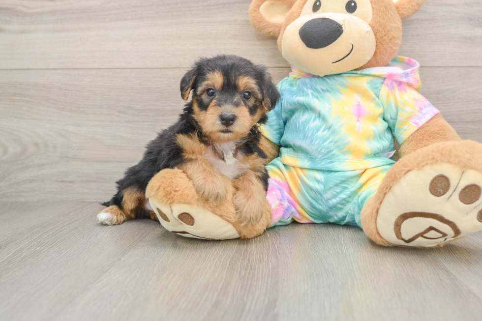 Best Yorkie Poo Baby