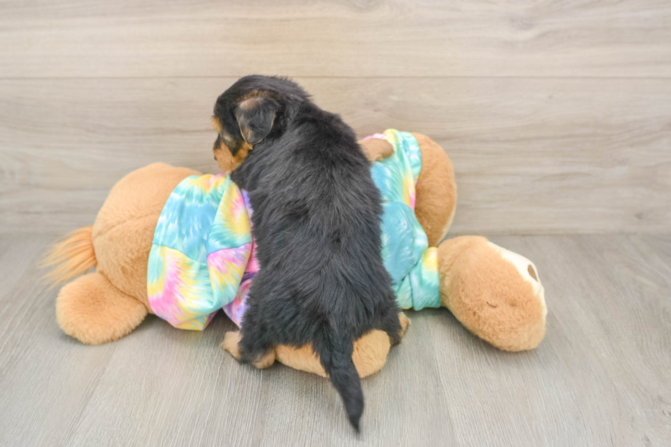 Fluffy Yorkie Poo Poodle Mix Pup