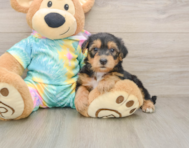 7 week old Yorkie Poo Puppy For Sale - Seaside Pups
