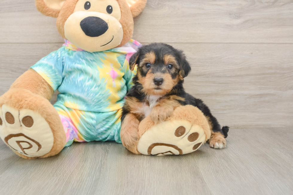 Friendly Yorkie Poo Baby