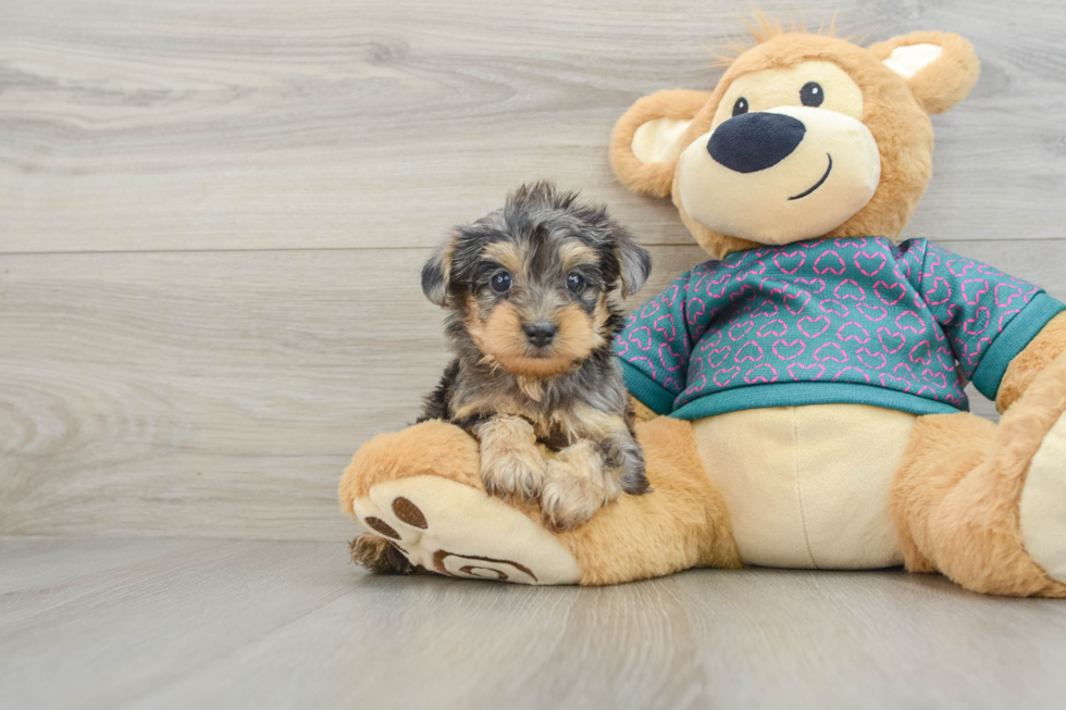 Petite Yorkie Poo Poodle Mix Pup