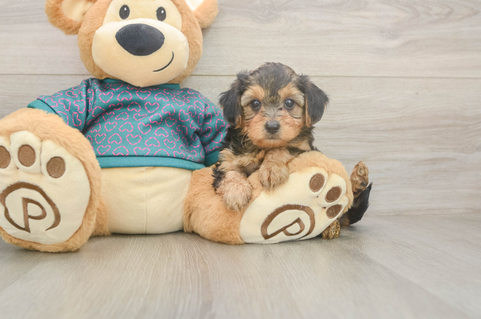 6 week old Yorkie Poo Puppy For Sale - Seaside Pups