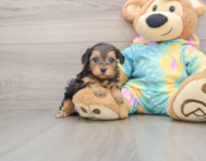 8 week old Yorkie Poo Puppy For Sale - Seaside Pups