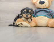 7 week old Yorkie Poo Puppy For Sale - Seaside Pups