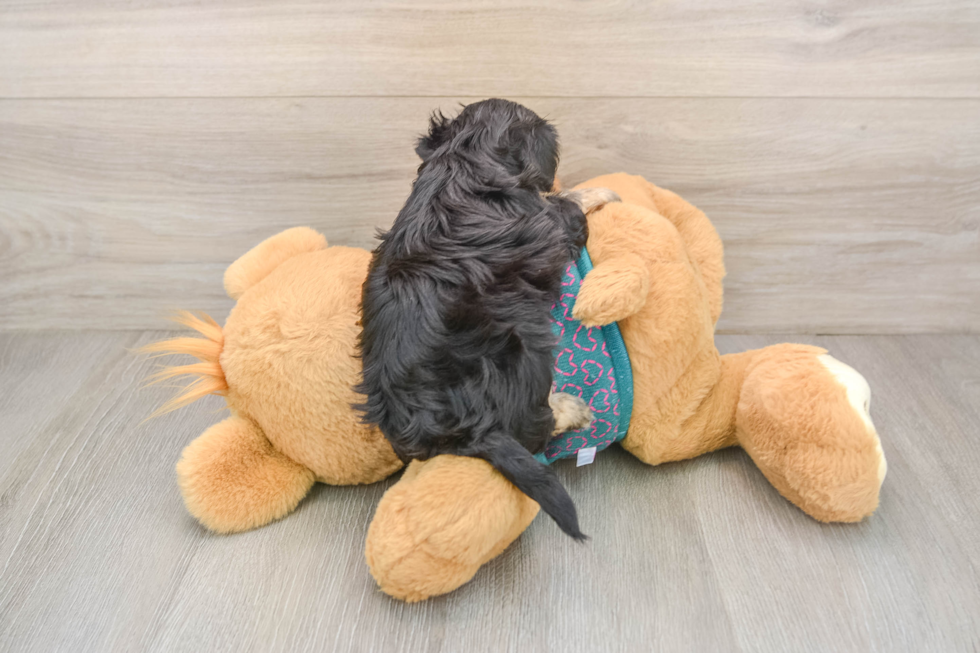 Playful Yo Yo Poo Poodle Mix Puppy