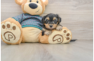 Best Yorkie Poo Baby