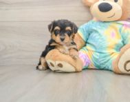 7 week old Yorkie Poo Puppy For Sale - Seaside Pups